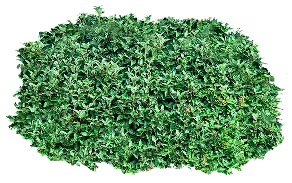 Bushes PNG, Bushes Transparent Background - FreeIconsPNG