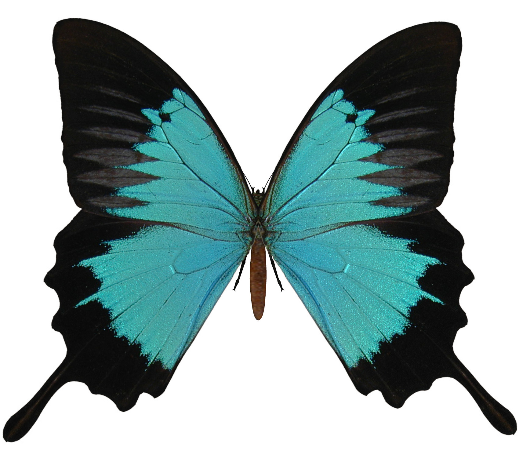 Butterfly PNG, Butterfly Transparent Background - FreeIconsPNG