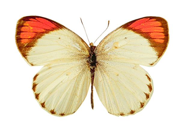 butterfly-png-15.png