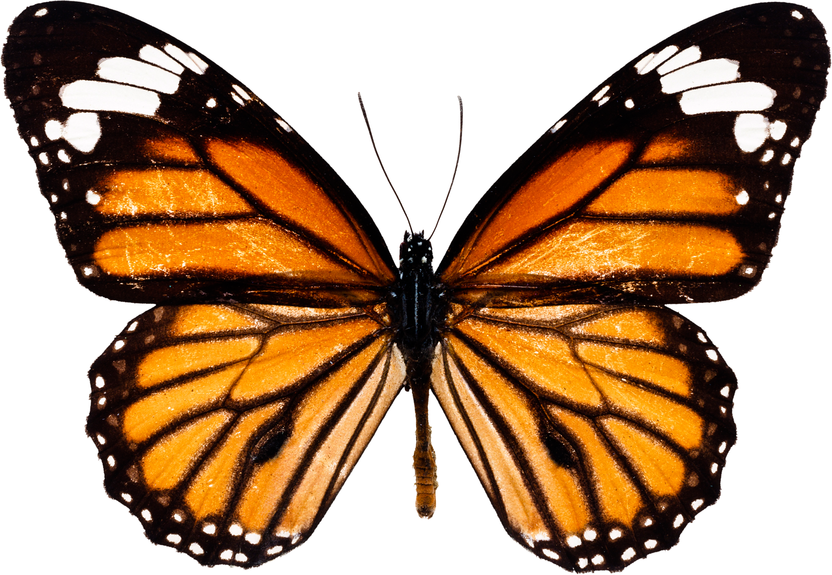 Butterfly Download Images Png Free