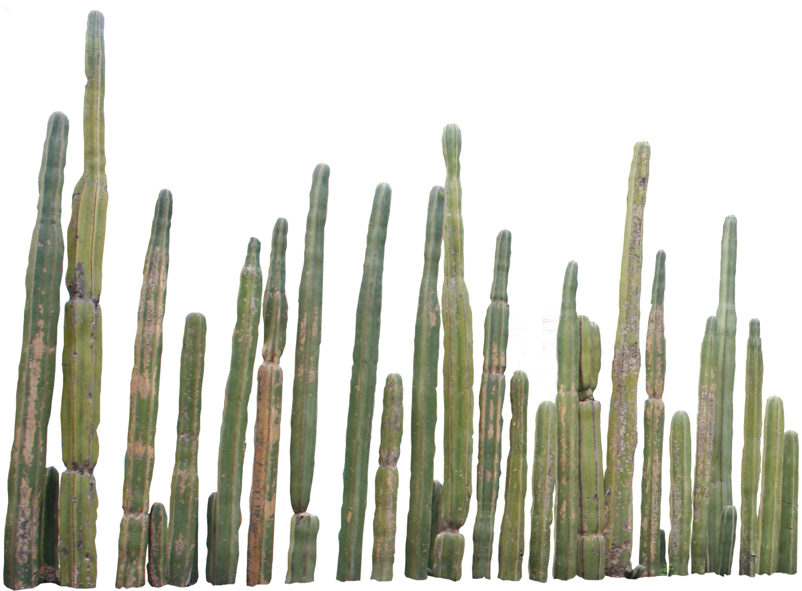 Cactus Background PNG Transparent Background, Free Download #24254