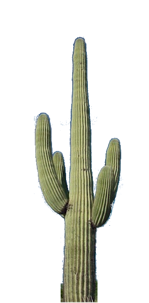 Cactus PNG, Cactus Transparent Background - FreeIconsPNG