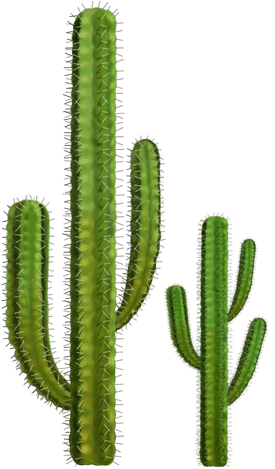 Cactus Free Download PNG Transparent Background, Free Download #39165 ...