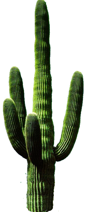 Cactus PNG, Cactus Transparent Background - FreeIconsPNG