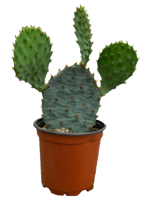 Cactus PNG, Cactus Transparent Background - FreeIconsPNG