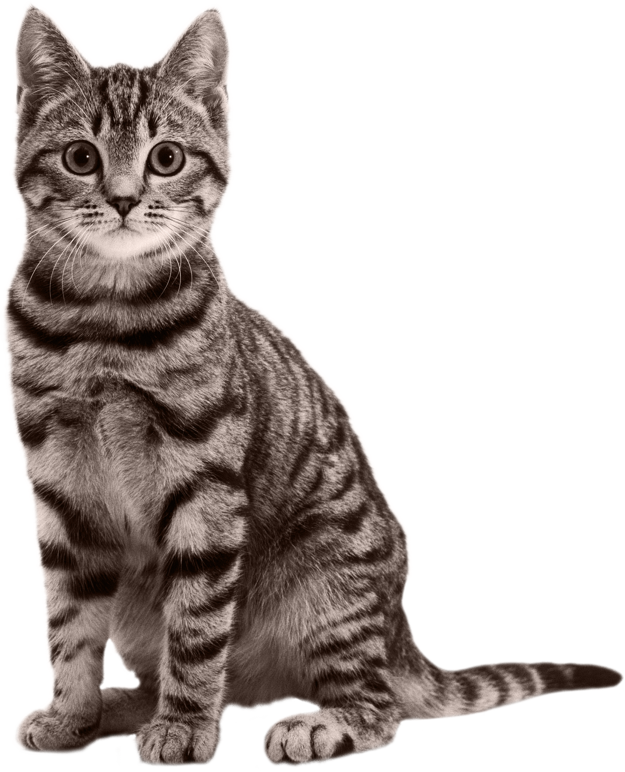 Sitting small cat png #40363 - Free Icons and PNG Backgrounds