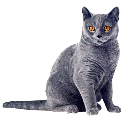 PNG Cat Transparent #40348 - Free Icons and PNG Backgrounds
