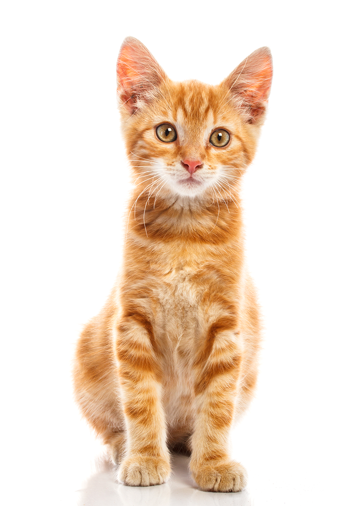 Cute Baby Cat Png Transparent Background Free Download 40372