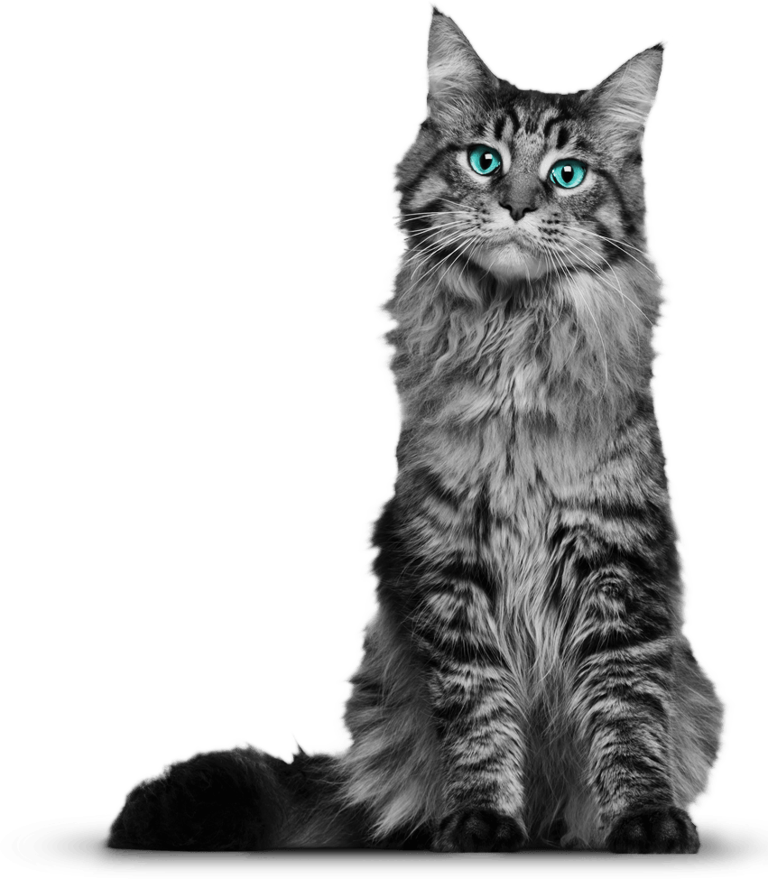 cat transparent background