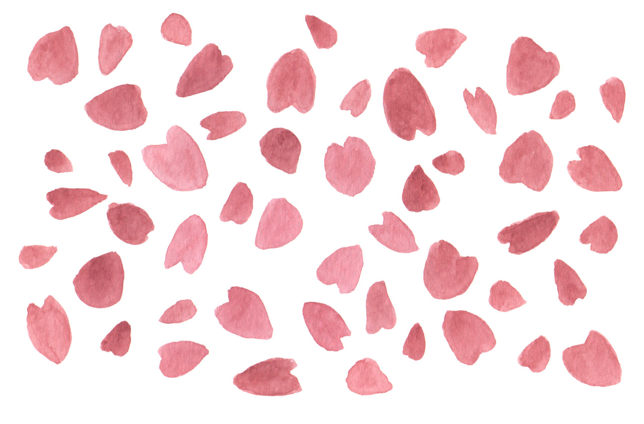 cherry blossom petals png 24