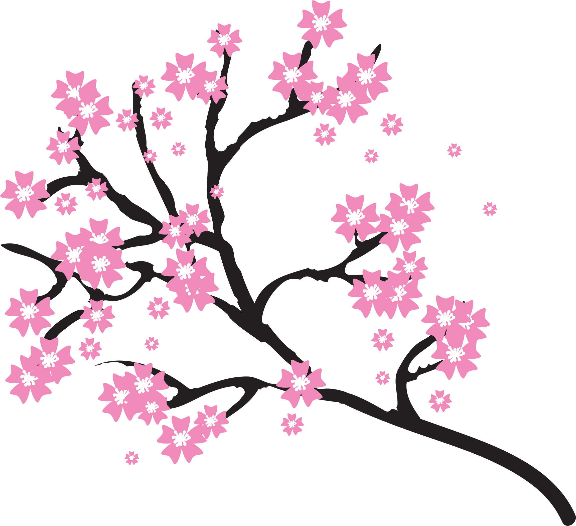 Cherry Blossom Photos PNG Transparent Background, Free Download 45501