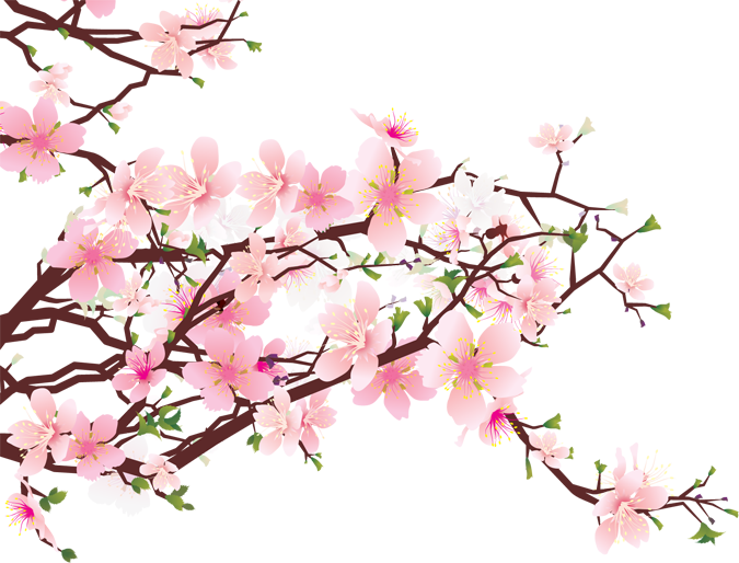 Cherry Blossom Free Download PNG Transparent Background, Free Download