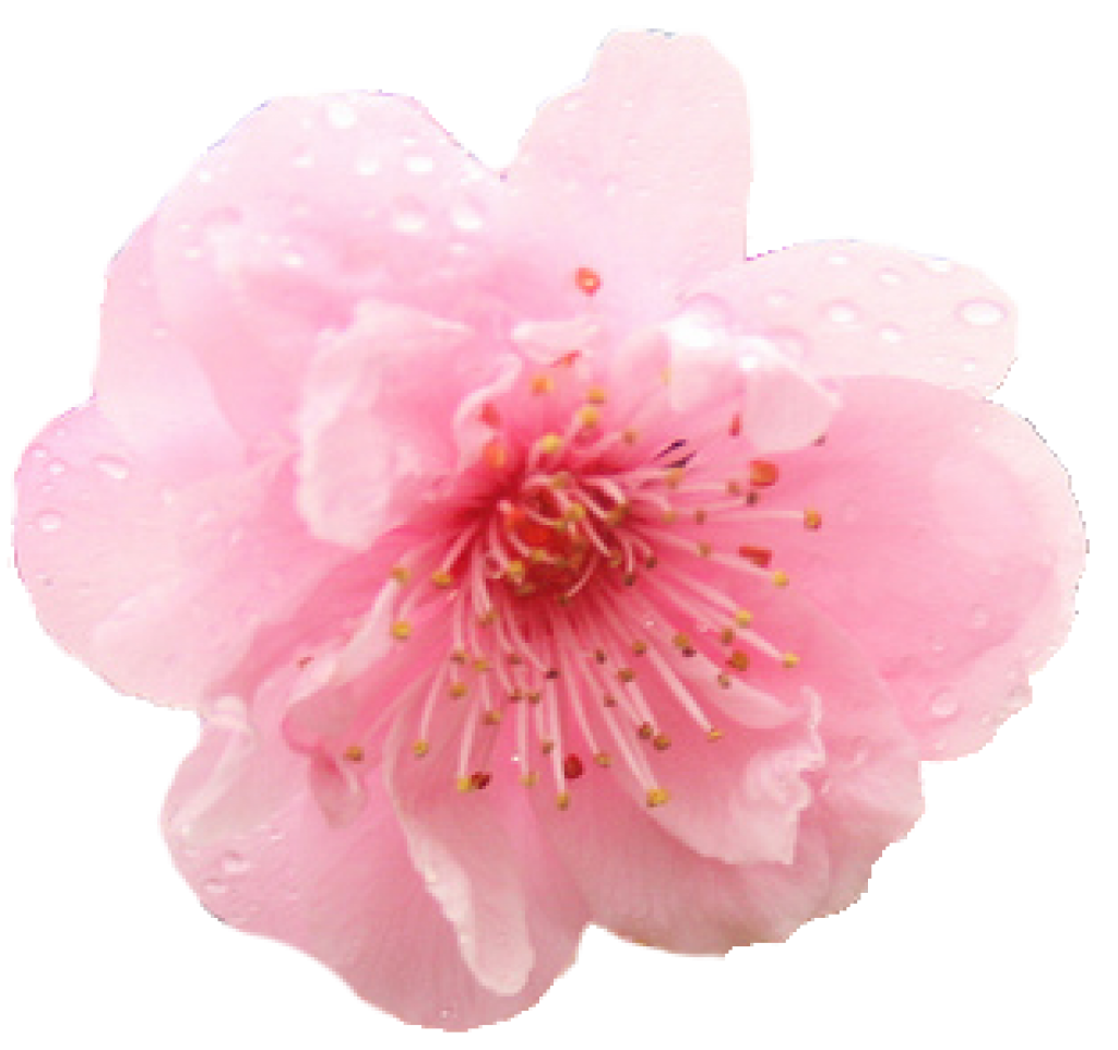 Cherry Blossom PNG Images - Free Icons and PNG Backgrounds