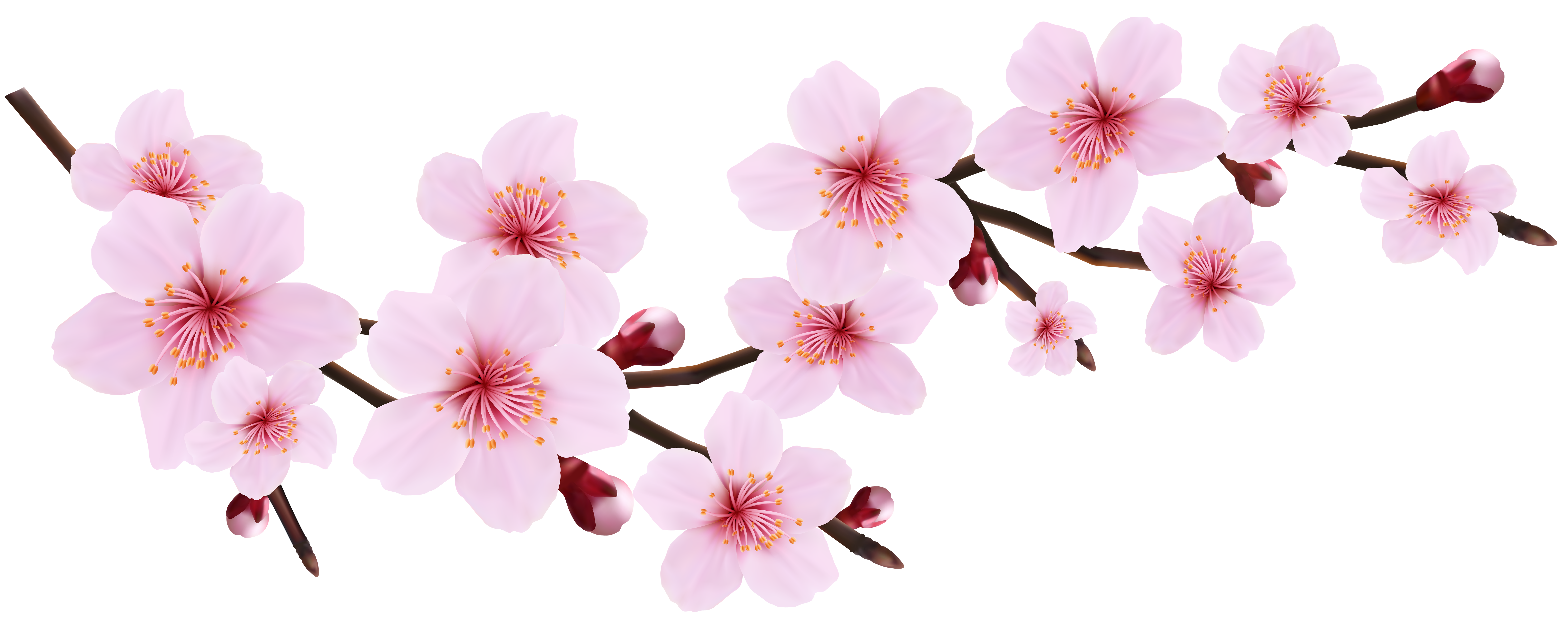 Cherry Blossom Images Free Download PNG Transparent Background, Free