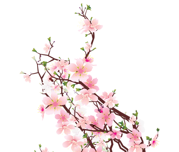 Cherry Blossom PNG Images - Free Icons and PNG Backgrounds