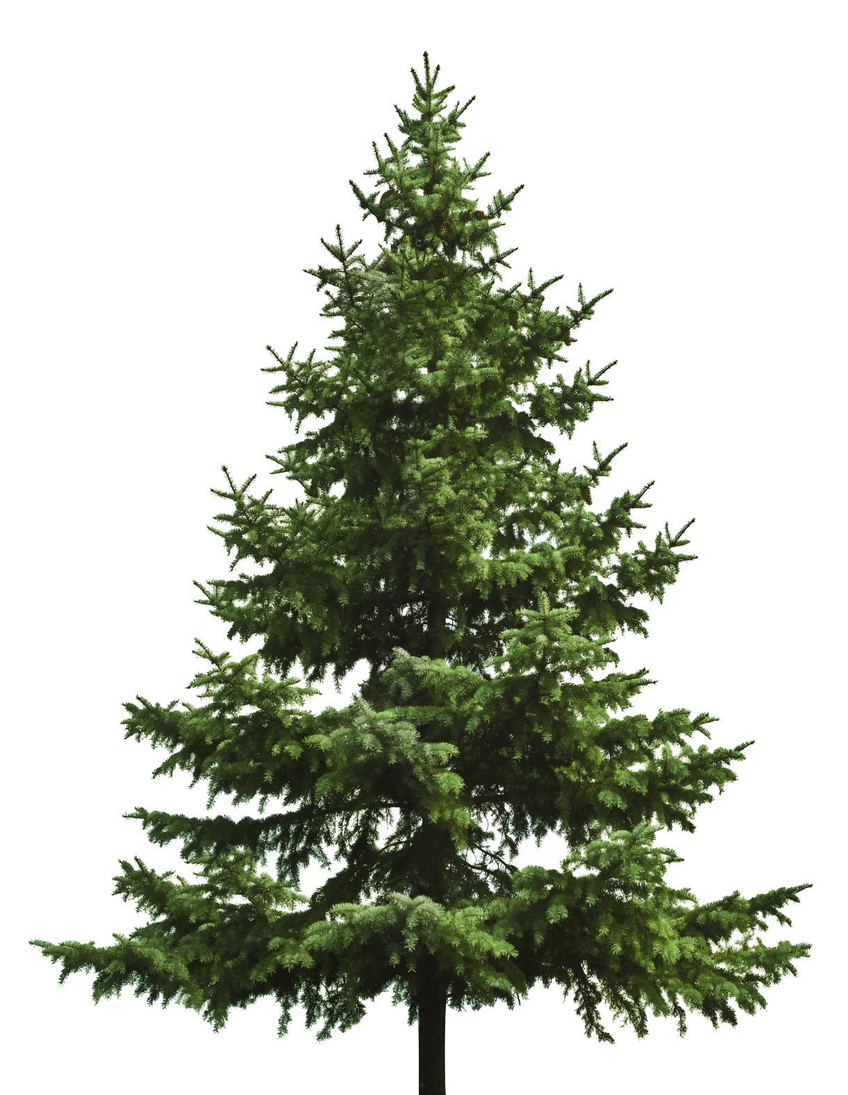 Free Download Of Christmas Tree Icon Clipart PNG Transparent Background, Free Download #31864 ...