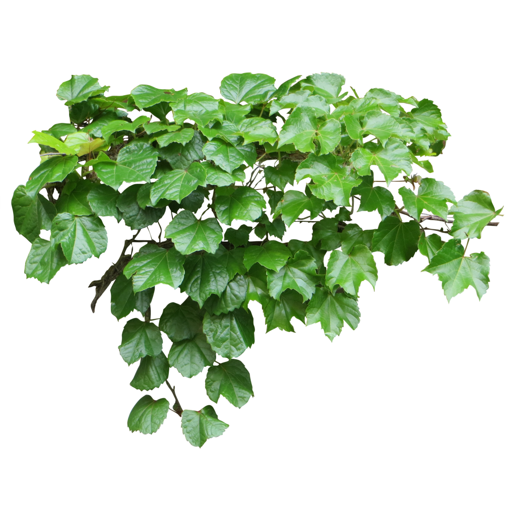 Ivy Png Ivy Transparent Background Freeiconspng