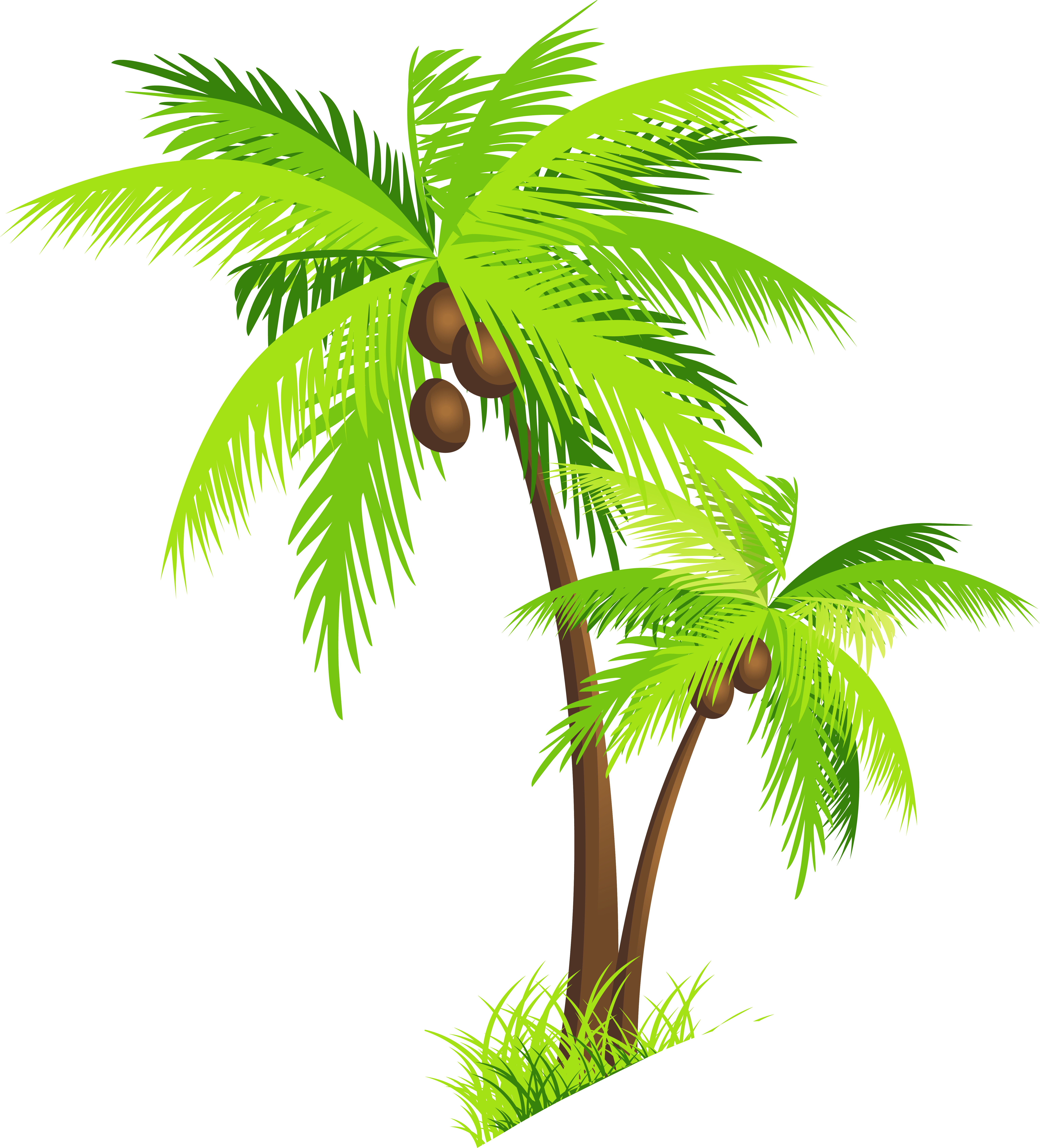 Coconut Tree Palm Photo Clipart