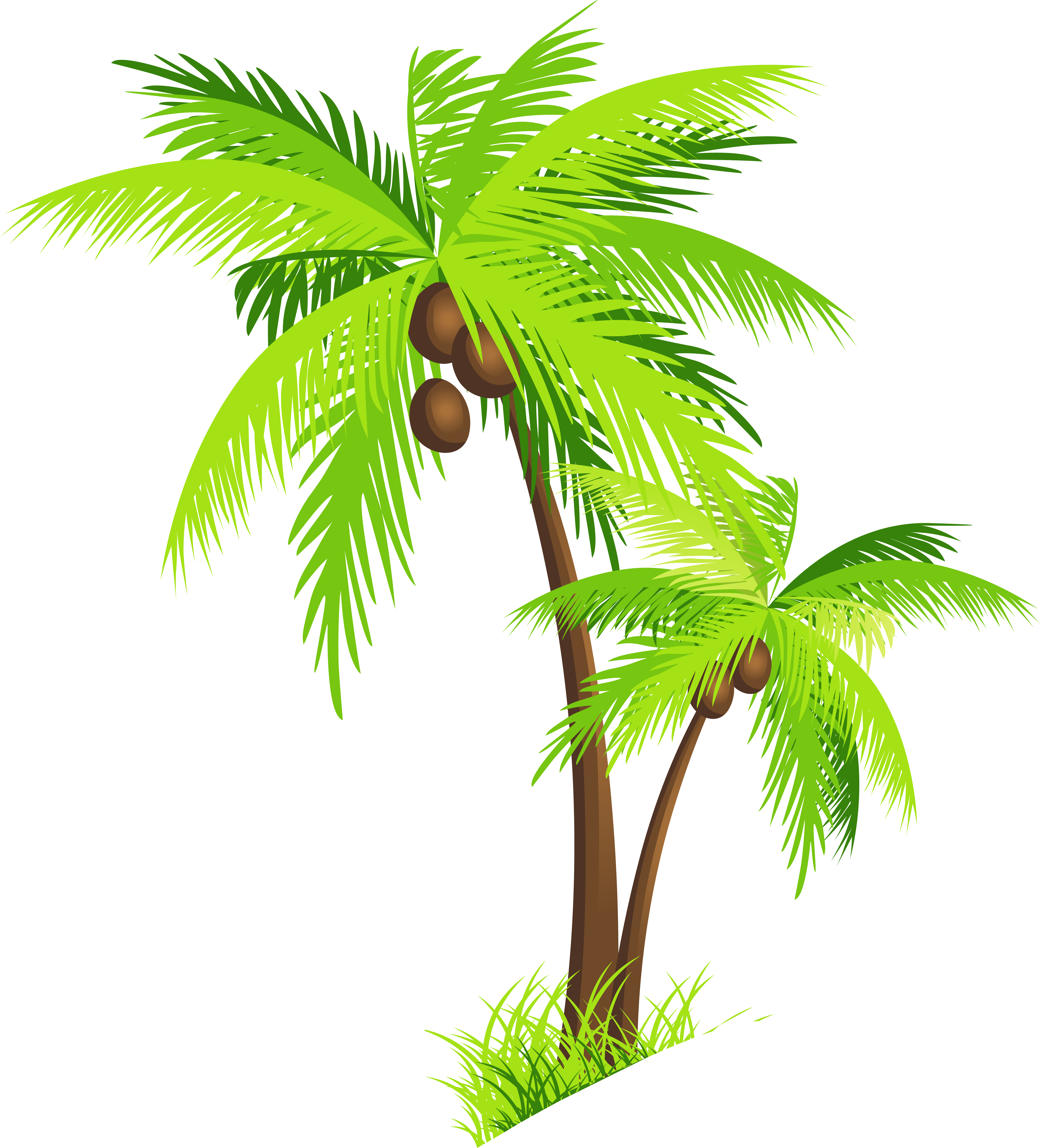 Coconut Tree Transparent Png Pictures Free Icons And Png Backgrounds