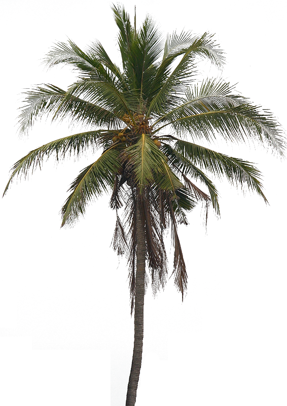 Coconut Tree PNG HD 566x800, 812.9 KB, Coconut Tree PNG Download