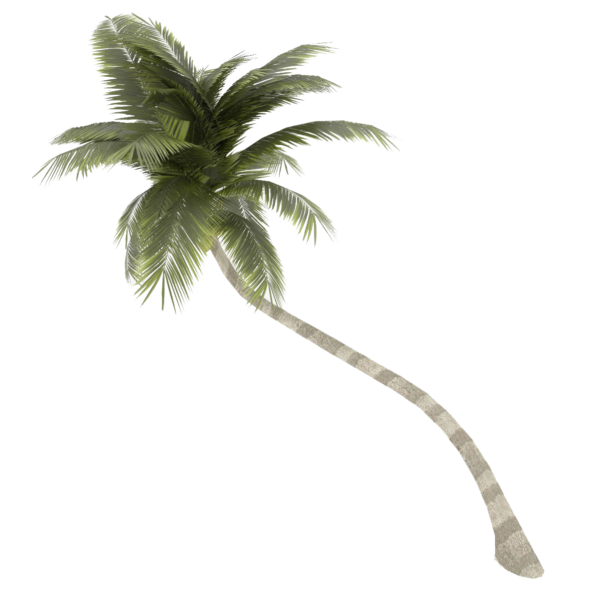 Coconut Tree PNG Palm Free Download