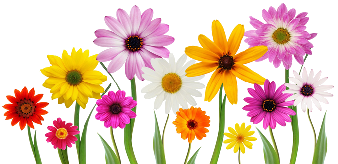 Summer Flower Png