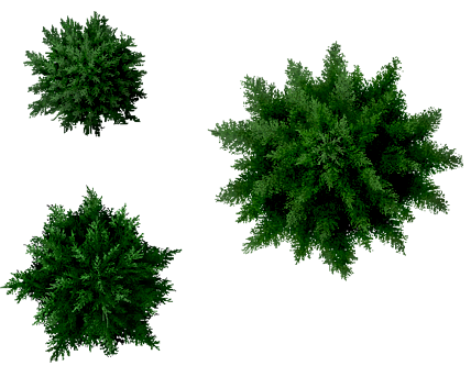Top Tree PNG, Top Tree Transparent Background - FreeIconsPNG