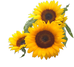 Download Corner Sunflower Png 249x228, 72.79 KB, Sunflower PNG ...