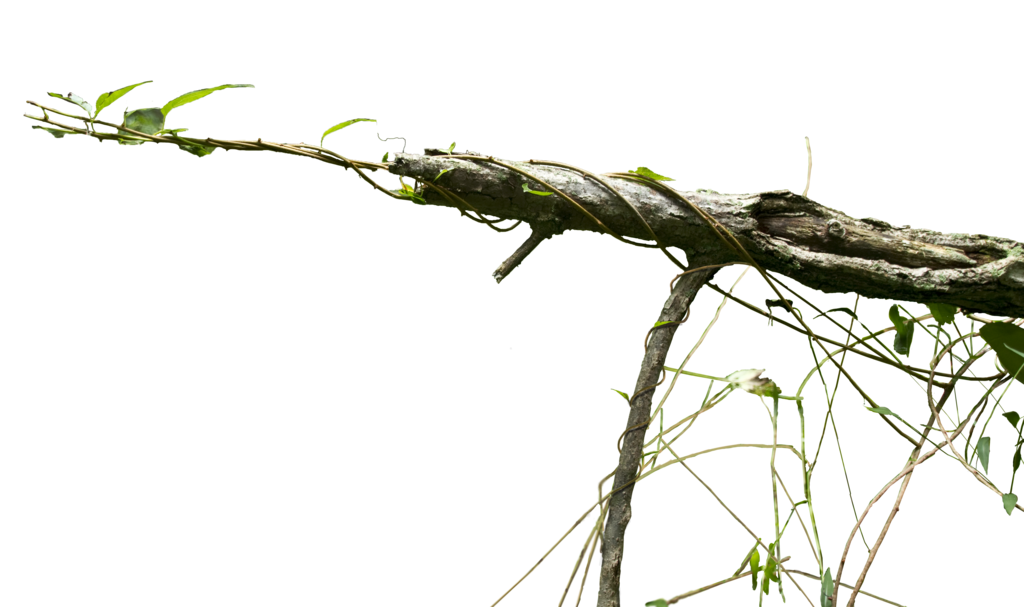 Vines PNG, Vines Transparent Background - FreeIconsPNG