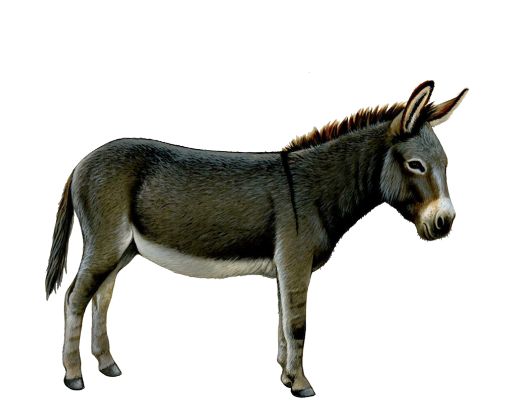 Donkey From Shrek PNG – Free Download