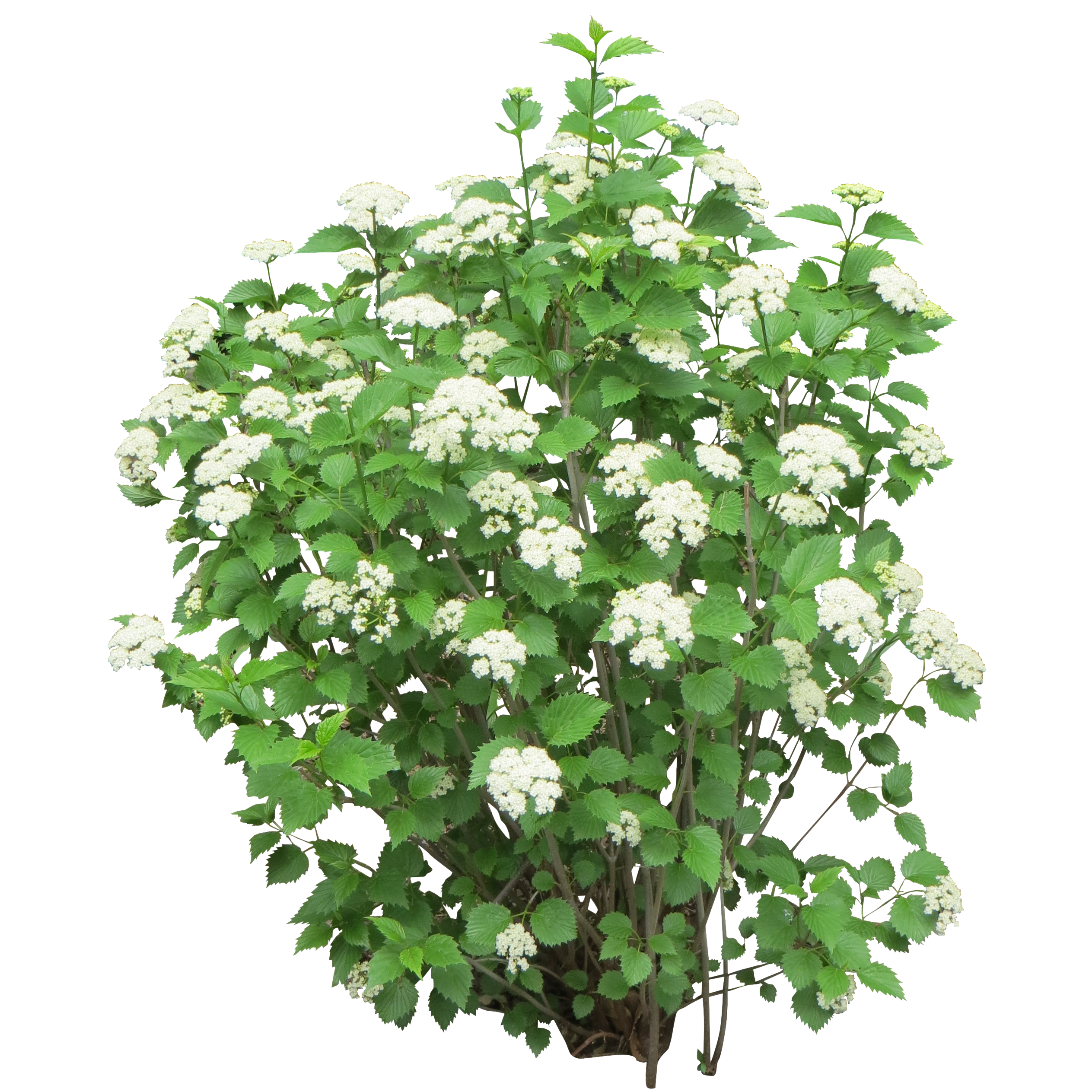 Cutout Of Bush With White Flowers Png Transparent Background Free Download 2811 Freeiconspng