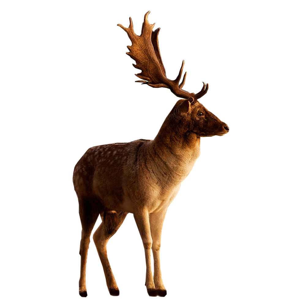 download free high quality deer png transparent images 32755 free