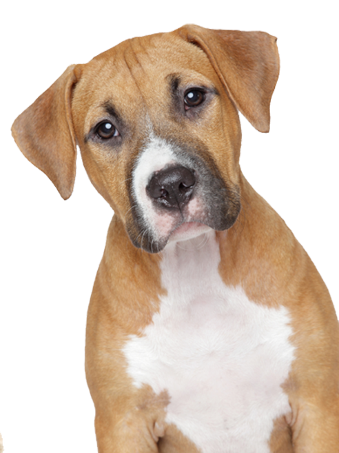 dog transparent png pictures free icons and png backgrounds