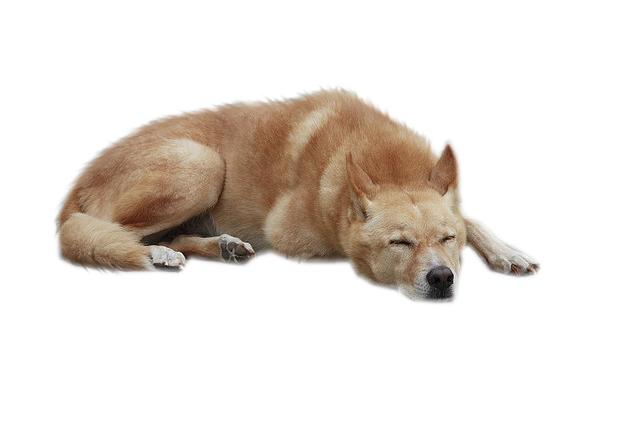 Dog PNG, Dog Transparent Background - FreeIconsPNG