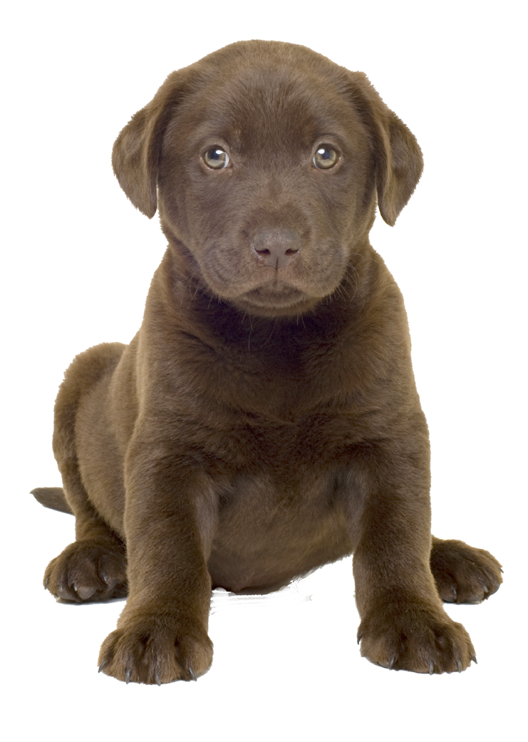 Dog PNG, Dog Transparent Background FreeIconsPNG
