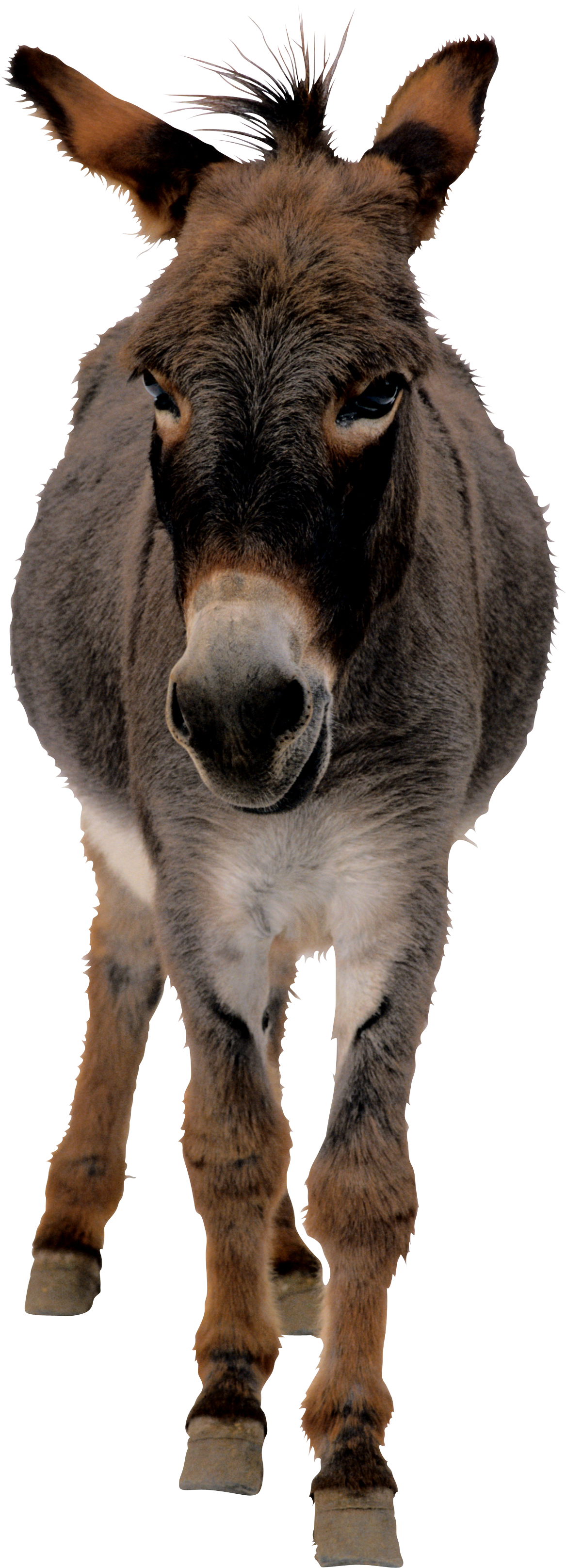 Donkey Transparent PNG Pictures - Free Icons and PNG Backgrounds