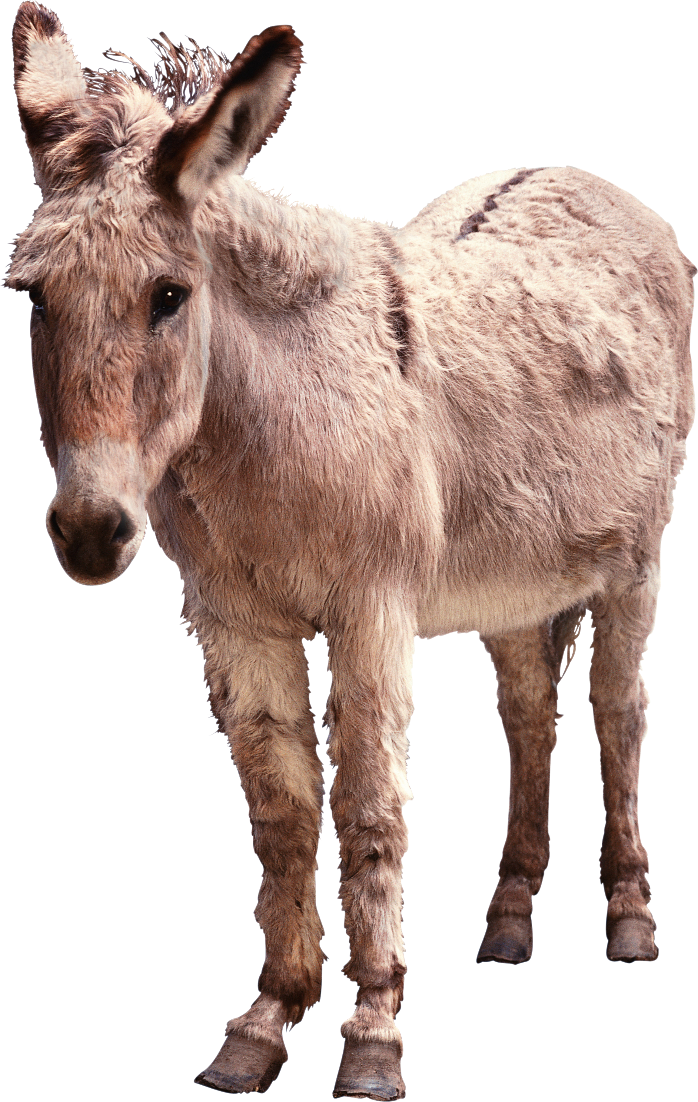 Donkey HD Animals Photo Download