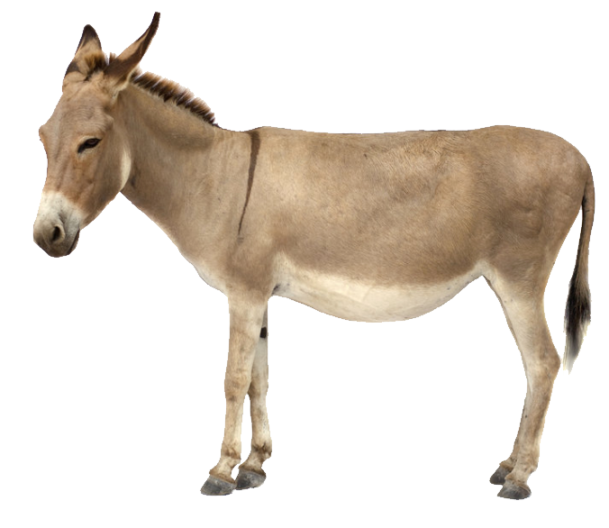 Donkey Horse Like Mammal
