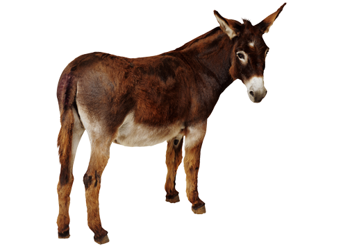 Donkey PNG Picture