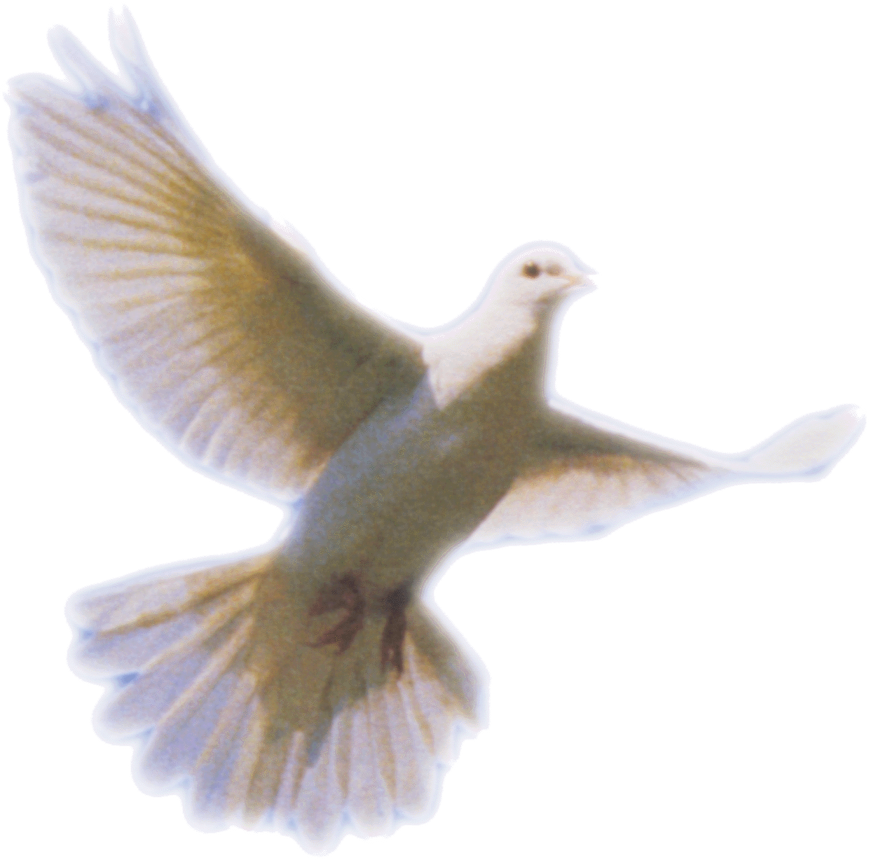 Dove Png Dove Transparent Background Freeiconspng