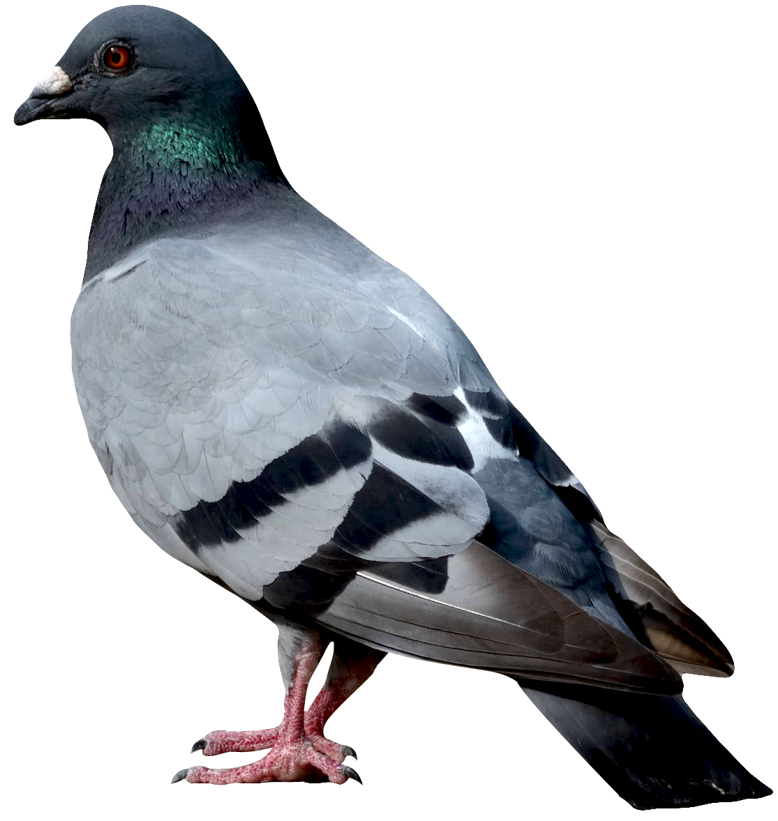 Dove image png transparent background free download 41750 freeiconspng