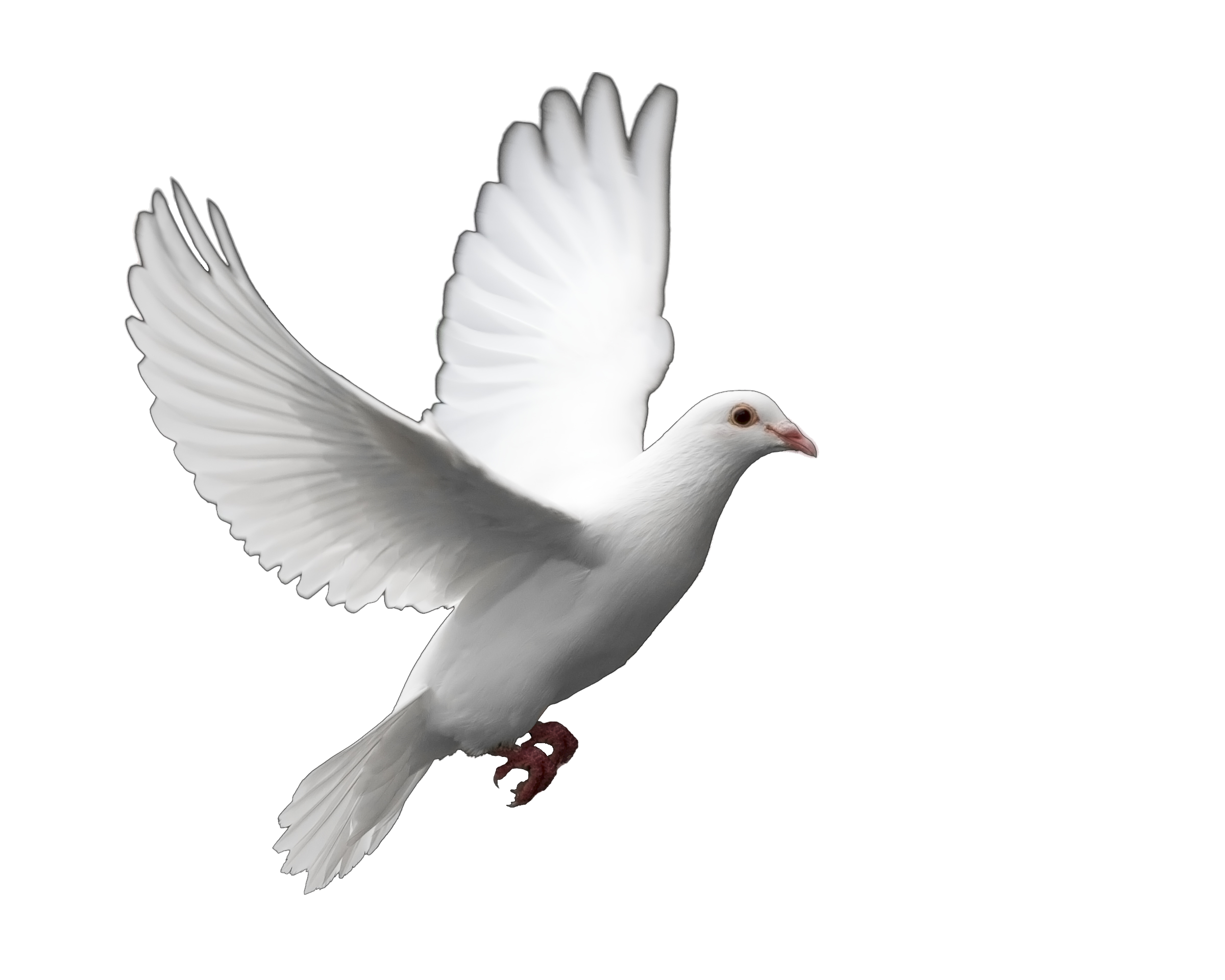 Dove Png Dove Transparent Background Freeiconspng