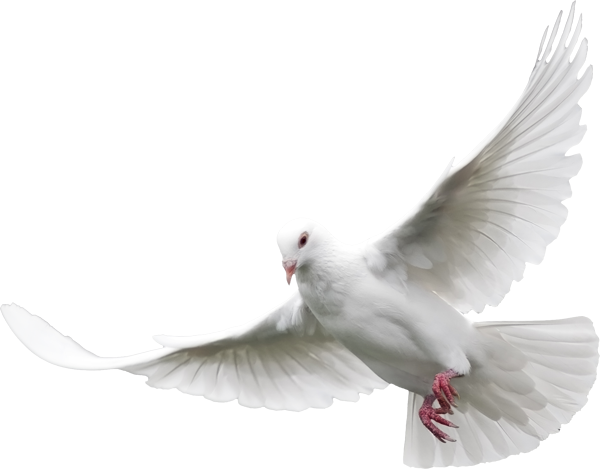 Dove Transparent Png Pictures Free Icons And Png Backgrounds