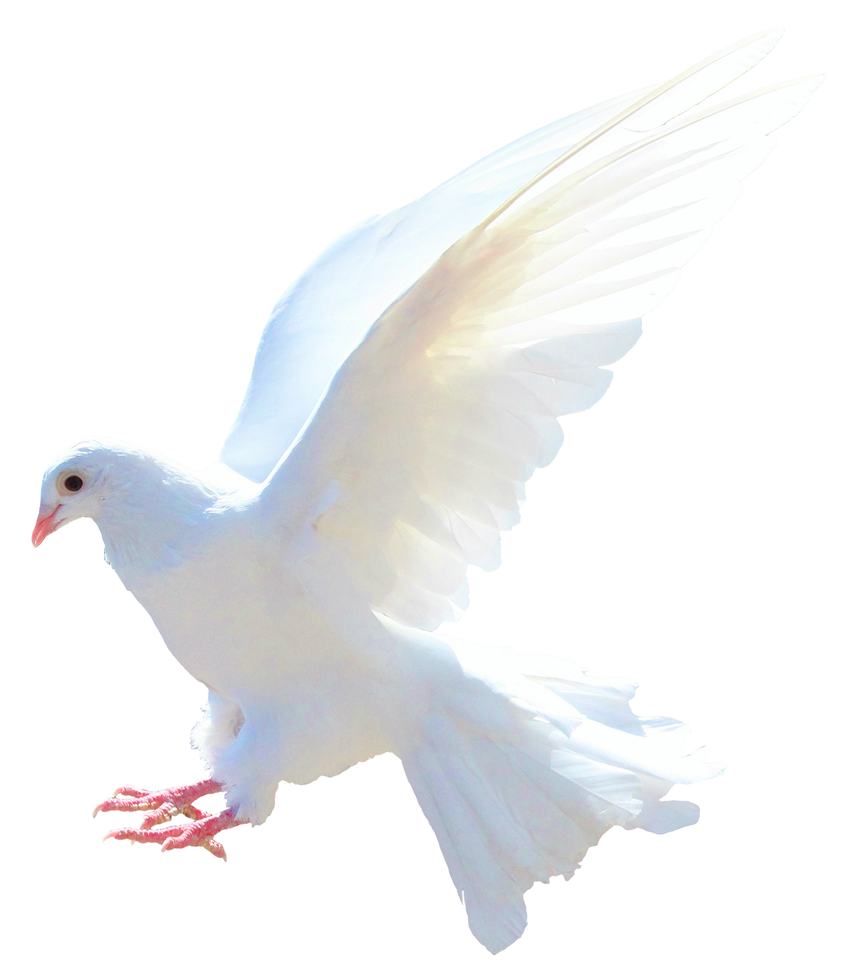 Dove Image Png Transparent Background Free Download 41742 Freeiconspng