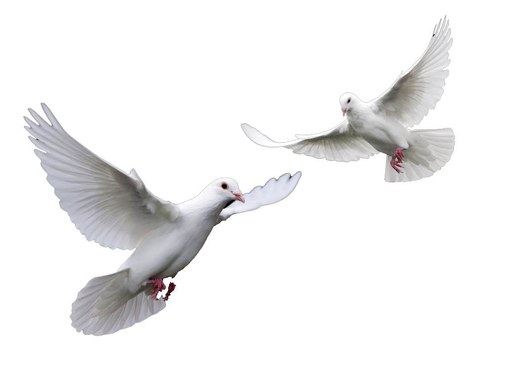 Doves Wedding Doves PNG Transparent Background, Free Download #41735 -  FreeIconsPNG