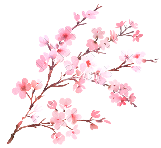 Download Cherry Blossom High Quality PNG Transparent Background, Free