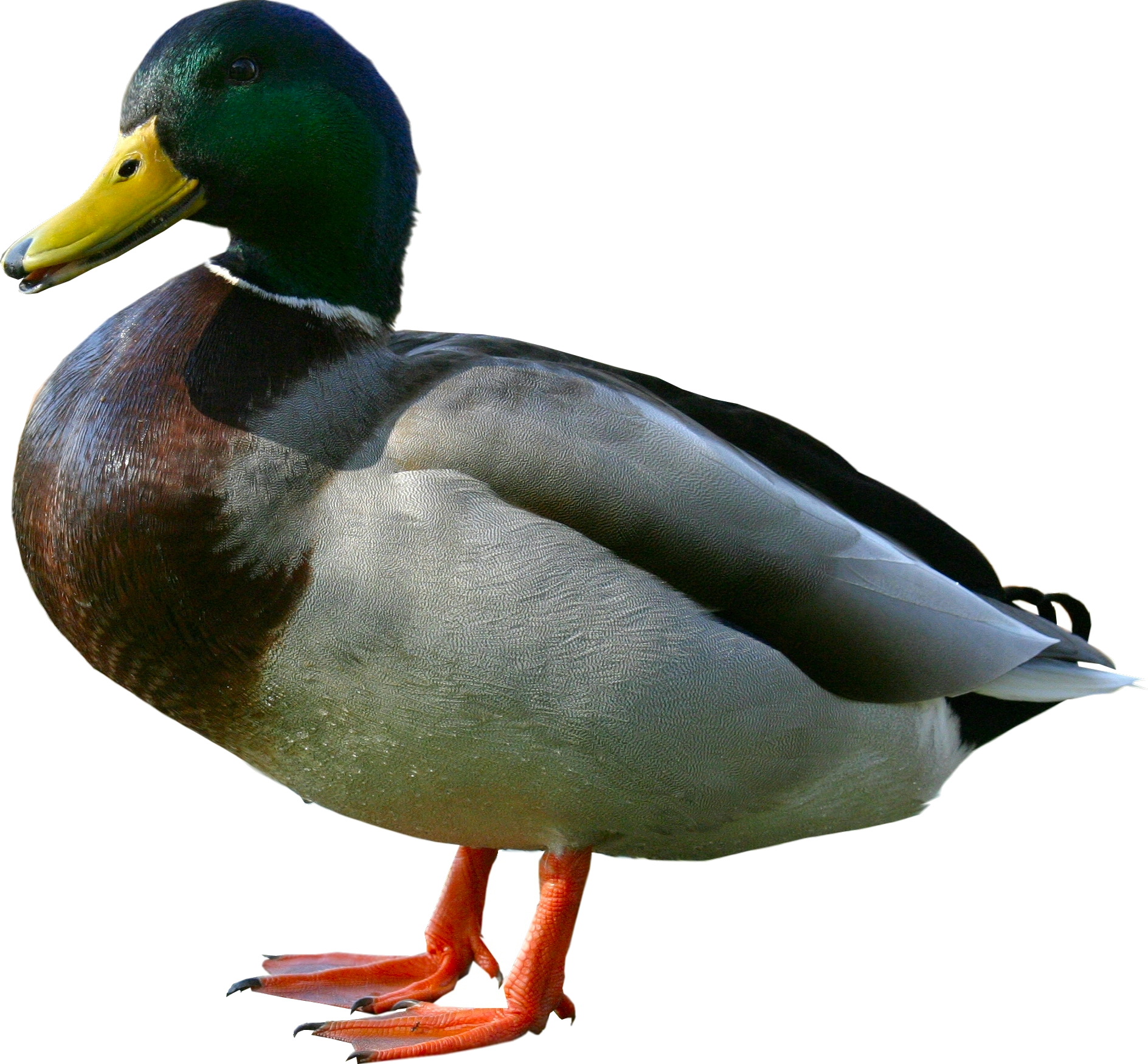 PNG Download Free Duck