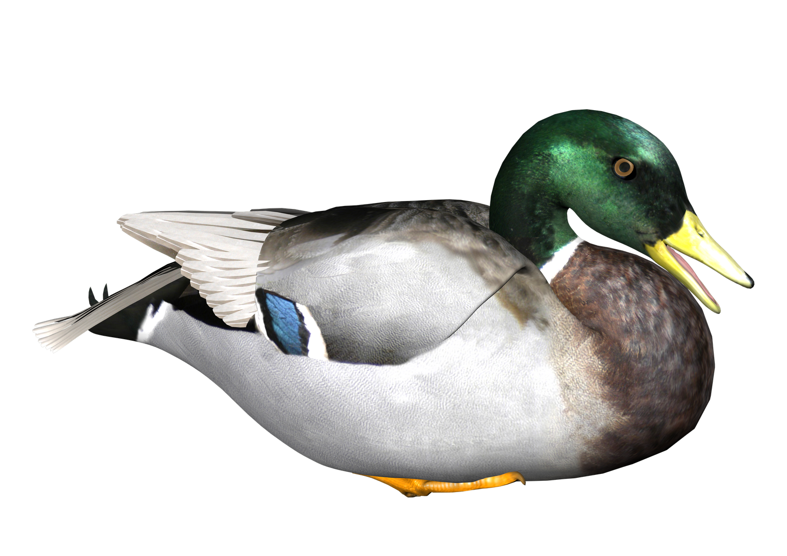 Hd Duck Image In Our System PNG Transparent Background, Free Download ...