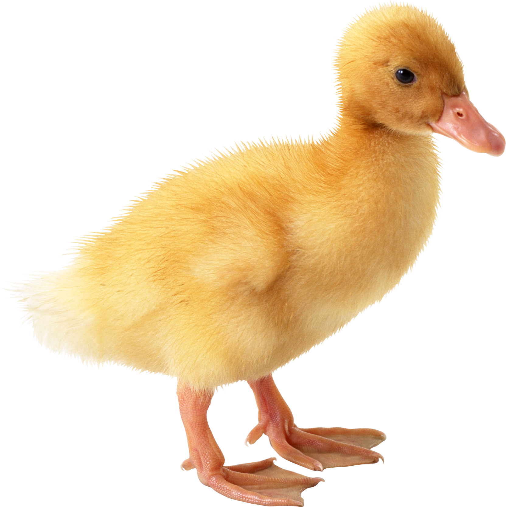 Get Duck Png Pictures