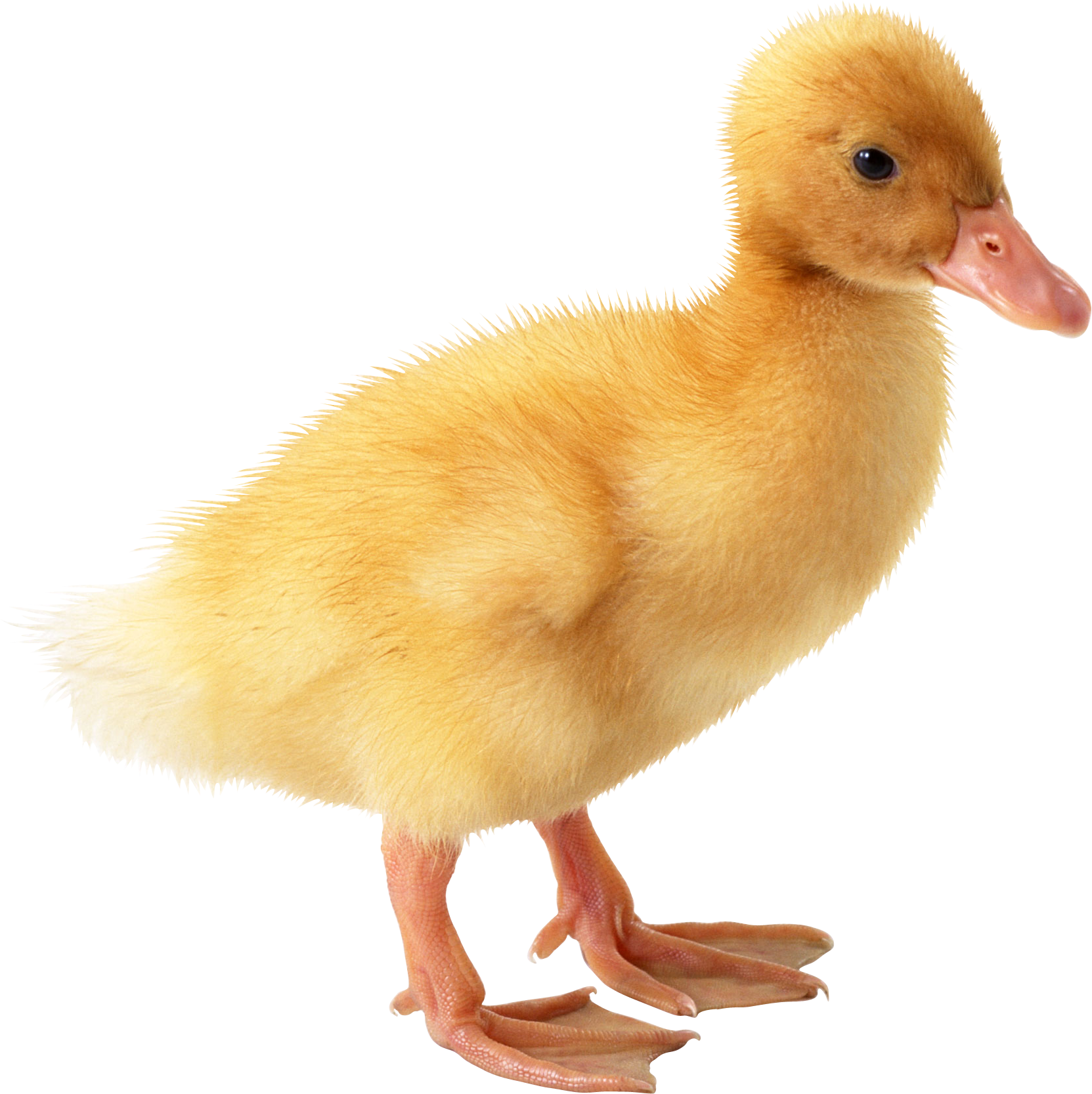 Get Duck Pictures PNG Transparent Background, Free Download #20136
